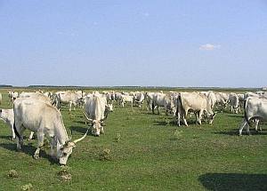 La Gran Llanura Hungara