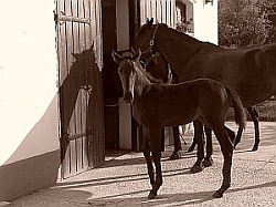Tours en Gödöllő, Hungria, guia por Gödöllő, Hungria