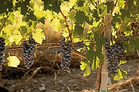 Gastronomía hungara